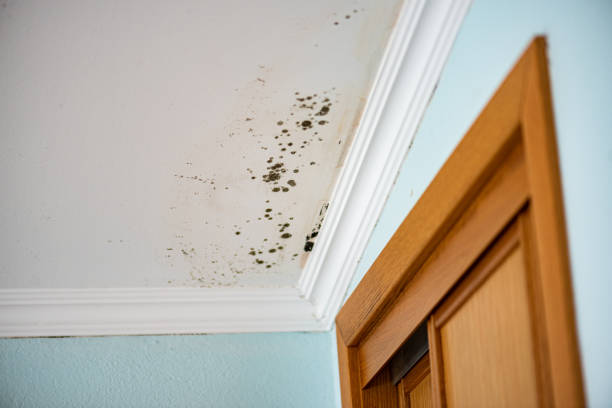 Professional Mold Removal in Galveston, TX