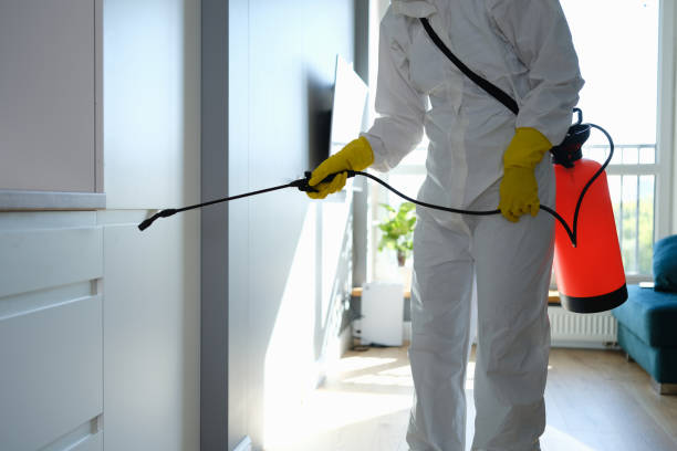 Reliable Galveston, TX Mold Removal Solutions