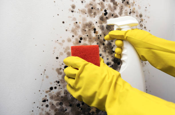 Best Certified Mold Removal  in Galveston, TX