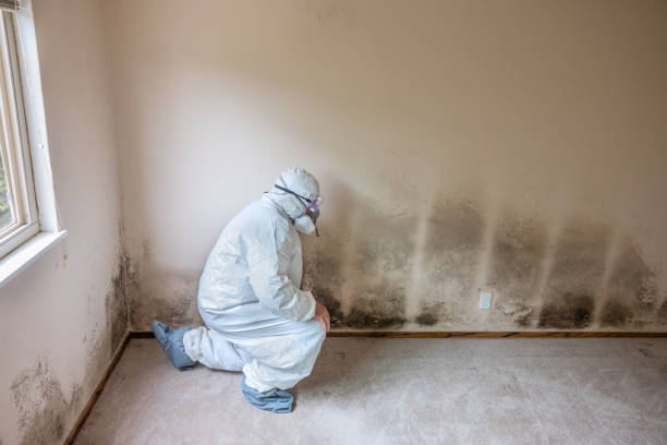 Best Mold Remediation Services  in Galveston, TX