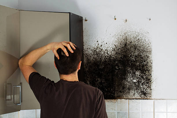 Best Certified Mold Removal  in Galveston, TX