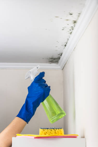 Best Local Mold Removal Service  in Galveston, TX